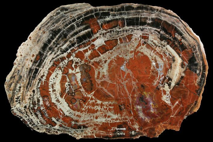 Red & Black Petrified Wood (Araucarioxylon) Round - Arizona #166064